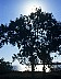 Darwin: tree.  - Dreamtime Australia: travel photography by Laurenz Bobke.